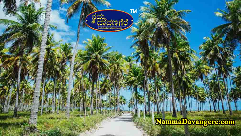 🌴 ತೆಂಗು ಬೆಳೆ ವಿಸ್ತರಣೆಗಾಗಿ ರೈತರಿಗೆ ಸಹಾಯಧನ – ದಾವಣಗೆರೆಯಲ್ಲಿ ಅರ್ಜಿ ಆಹ್ವಾನ