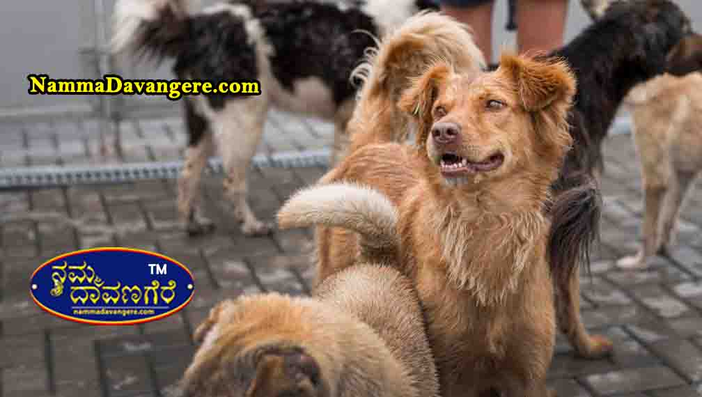 ನಾಯಿಗಳ ಹೆಚ್ಚಳಕ್ಕೆ ಕಡಿವಾಣ ಹಾಕಲು ಸಂತಾನಹರಣ ಚಿಕತ್ಸೆ ಕೈಗೊಳ್ಳಲು ಸೂಚನೆ